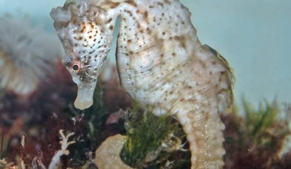 Caballito de mar patagónico (Hippocampus patagonicus) en aguas costeras del Atlántico Sur