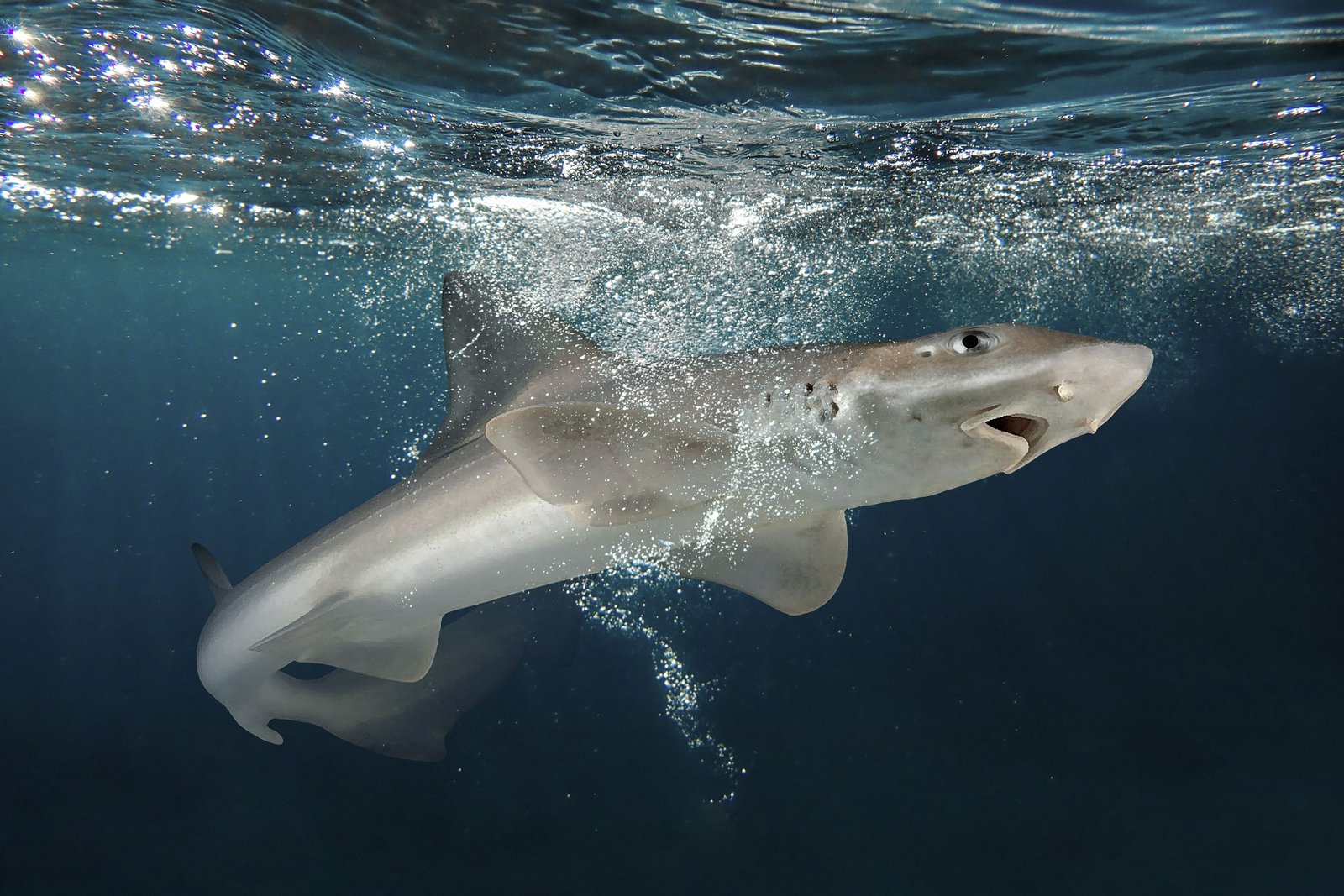 Gatuzo (Mustelus schmitti) in South Atlantic coastal waters